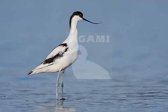 Pied Avocet - Säbelschnäbler - Recurvirostra avoseta, Spain (Mallorca), 2nd cy., stock-image by Agami/Ralph Martin,