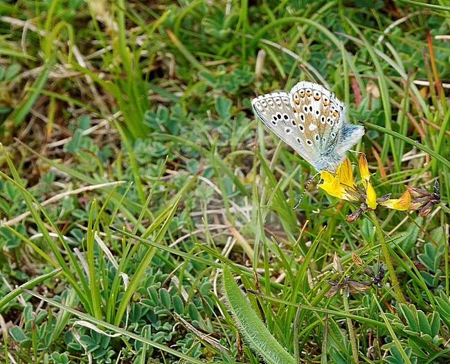 Adonis Blue (Lysandra bellargus), Martin Down, Hampshire, UK stock-image by Agami/Steve Gantlett,