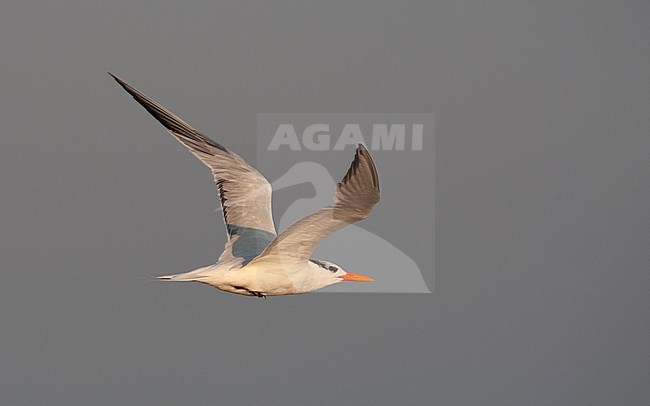 Royal Tern (Thalasseus maximus) in flight at Cape May, New Jersey, USA stock-image by Agami/Helge Sorensen,