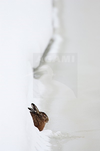 Europese Haas in de sneeuw, European Hare in the snow stock-image by Agami/Menno van Duijn,