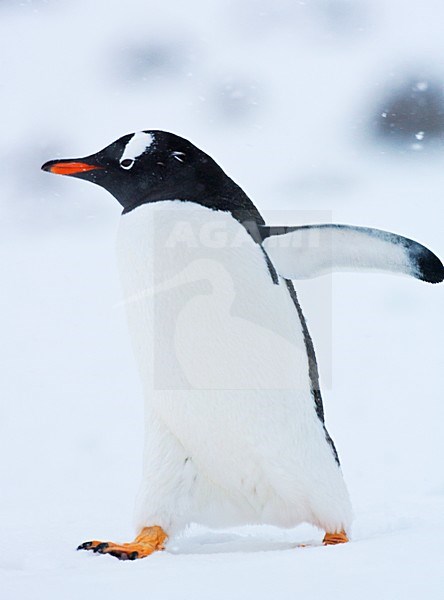 Ezelspinguïn lopend in de sneeuw; Gentoo Penguin walking in the snow stock-image by Agami/Marc Guyt,