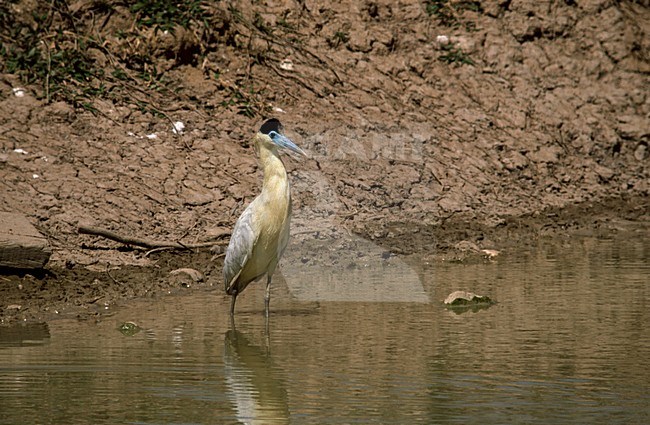 Capped Heron standing in water; Kapreiger staand in water stock-image by Agami/Marc Guyt,