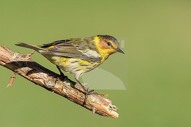 Adult male
Galveston Co., TX
April 2022 stock-image by Agami/Brian E Small,