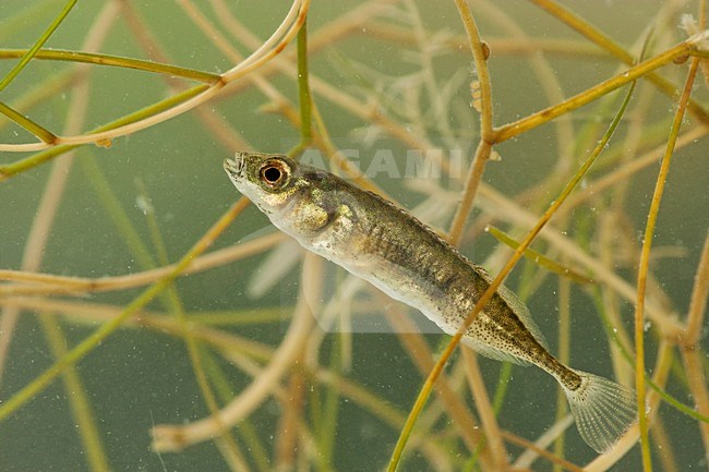 Tiendoornige stekelbaars, ninespine stickleback stock-image by Agami/Wil Leurs,