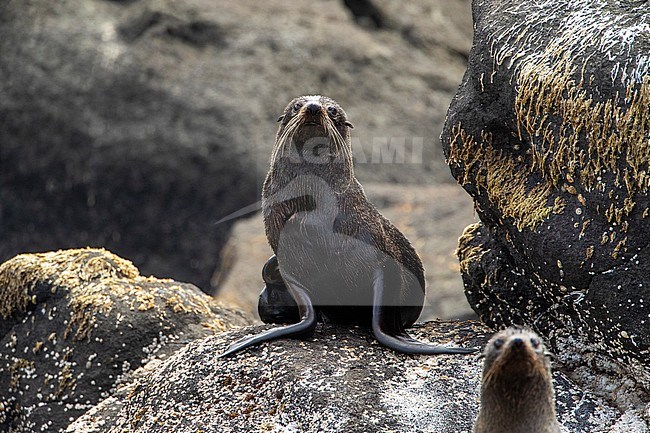 New Zealand Fur Seal (Arctocephalus forsteri) resting on the shore of the Chatham Islands, New Zealand. Looking at the tourists. stock-image by Agami/Marc Guyt,