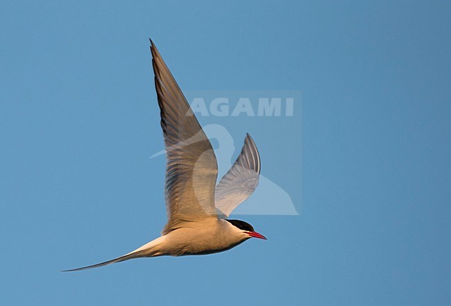 Noordse Stern in vlucht, Arctic Tern in flight stock-image by Agami/Markus Varesvuo,