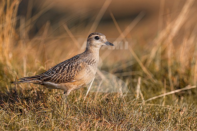 Eurasian Dotterel, Charadrius morinellus, in Italy. stock-image by Agami/Daniele Occhiato,