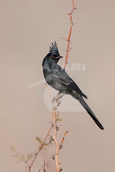 Adult male
San Diego Co., CA
January 2022 stock-image by Agami/Brian E Small,