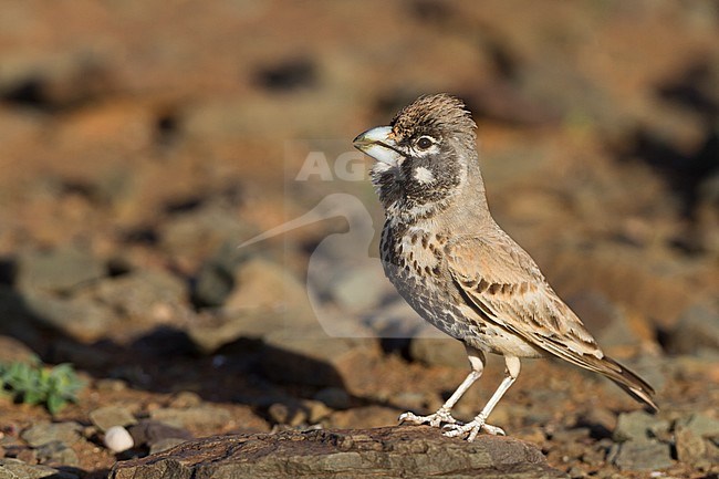 Thick-billed Lark - Knackerlerche - Rhamphocory clotbey, Morocco, male stock-image by Agami/Ralph Martin,