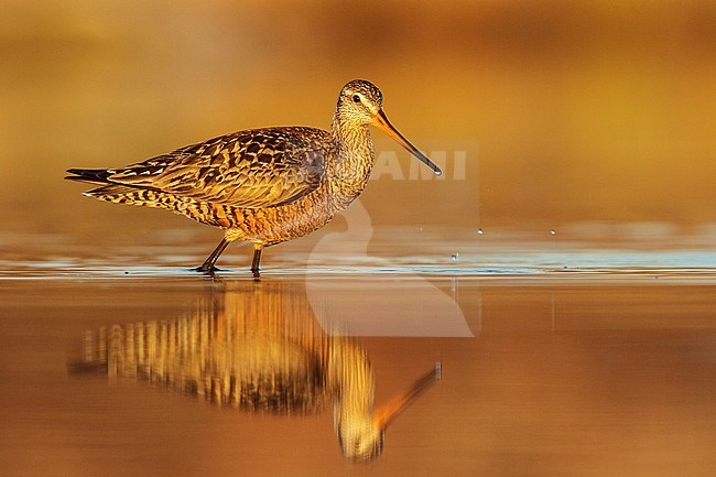 Rode Grutto, Hudsonian Godwit stock-image by Agami/Glenn Bartley,