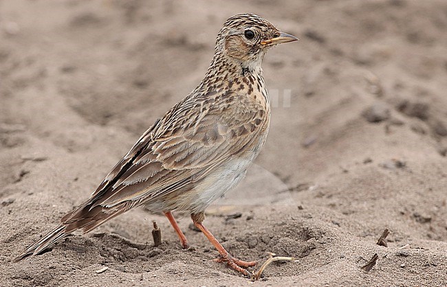 Eurasian Skylark (Alauda arvensis), adult male standing in the sand, seen from the side. stock-image by Agami/Fred Visscher,
