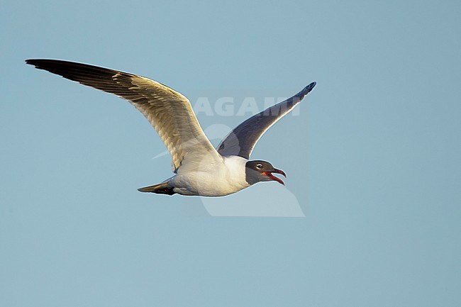 Adult Laughing Gull (Larus atricilla) in breeding plumage in
Galveston County, Texas, USA. In flight. stock-image by Agami/Brian E Small,