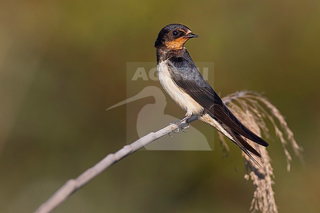 Barn Swallow (Hirundo rustica) in Italy. stock-image by Agami/Daniele Occhiato,