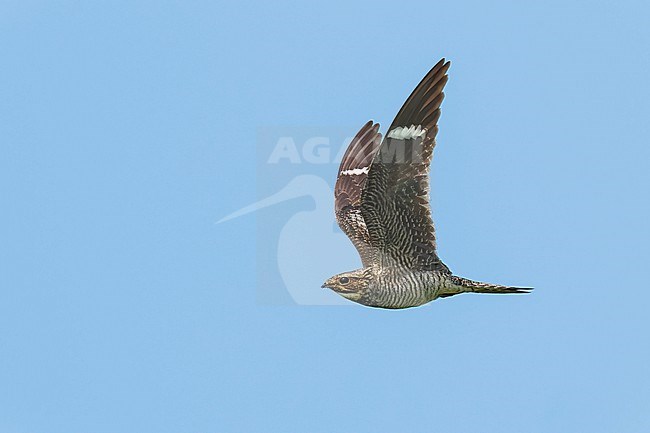 Adult male
Galveston Co., TX
April 2023 stock-image by Agami/Brian E Small,