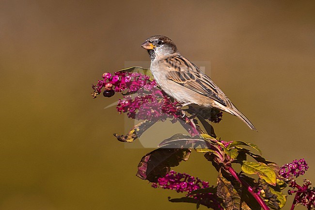 House Sparrow, Passer domesticus stock-image by Agami/Daniele Occhiato,