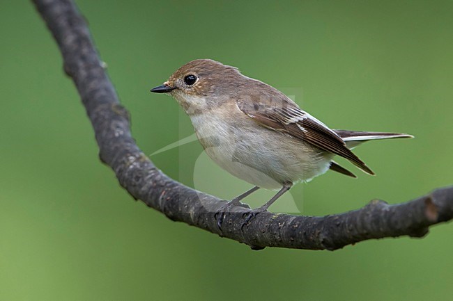 Bonte Vliegenvanger, Pied Flycatcher stock-image by Agami/Daniele Occhiato,