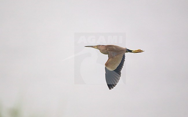 Yellow Bittern (Ixobrychus sinensis) in flight over water at Chiang Saen Lake, Thailand stock-image by Agami/Helge Sorensen,