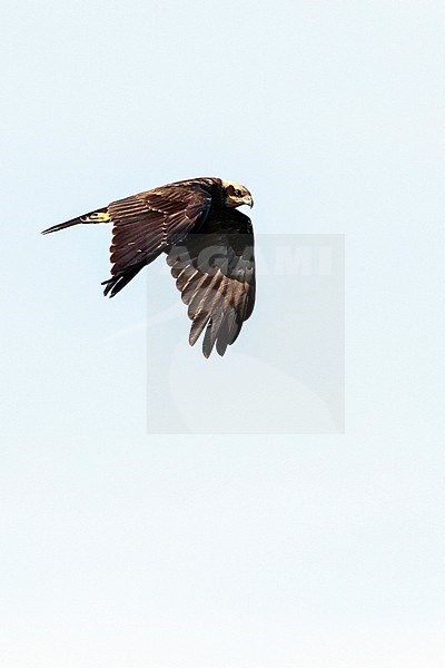 Western Marsh Harrier (Circus aeruginosus) on autumn migration along the east European Flyway (via pontica) in Bulgaria. stock-image by Agami/Marc Guyt,