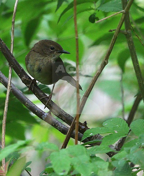 The Sichuan bush warbler (Locustella chengi) lives primarily in the thick brush and on tea plantations in five mountainous provinces of central China. The species is described new to science in 2015. stock-image by Agami/James Eaton,