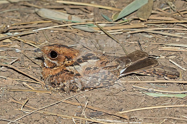 Fiery-necked nightjar (Caprimulgus pectoralis) in Tanzania. stock-image by Agami/Pete Morris,