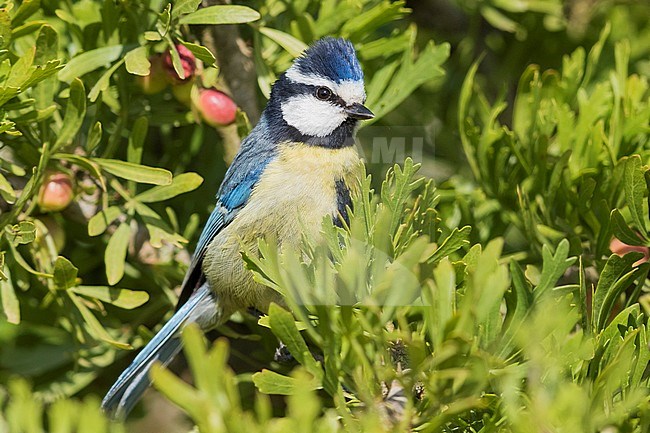 African Blue Tit (Cyanstes teneriffae), adult in a bush stock-image by Agami/Saverio Gatto,