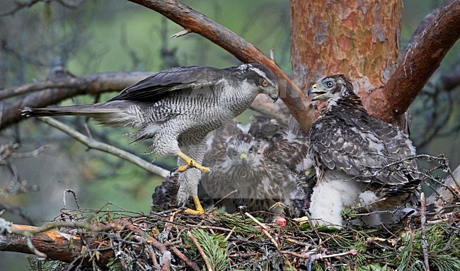 Havik op prooi met jongen; Northern Goshawk on prey with young stock-image by Agami/Markus Varesvuo,