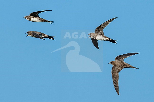 Groupe of Alpine Swift (Tachymarptis melba) flying agains blue sky in Switzerland. stock-image by Agami/Marcel Burkhardt,