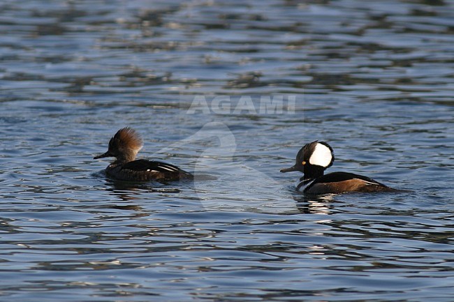 Hooded Merganser (Lophodytes cucullatus) swimming on a pond in Victoria, BC, Canada. stock-image by Agami/Glenn Bartley,