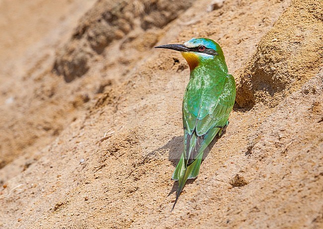 Blue-cheeked Bee-eater waiting the bet moment to hunt in Wadi Natrum, Egypt. stock-image by Agami/Vincent Legrand,