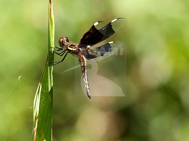 Vers mannetje Palpopleura lucia, Immature male Lucia Widow stock-image by Agami/Wil Leurs,