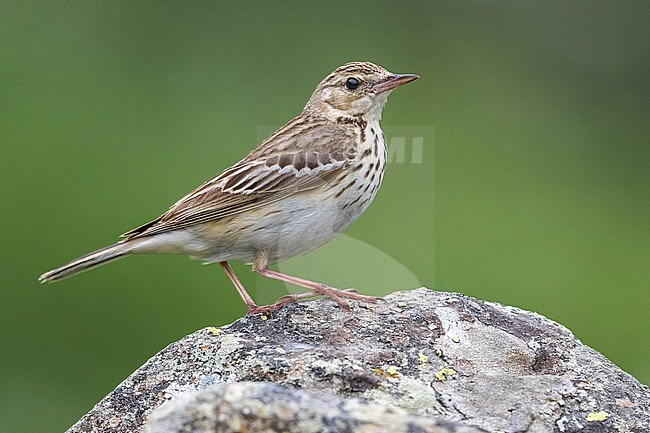 Tree Pipit; Anthus trivialis stock-image by Agami/Daniele Occhiato,