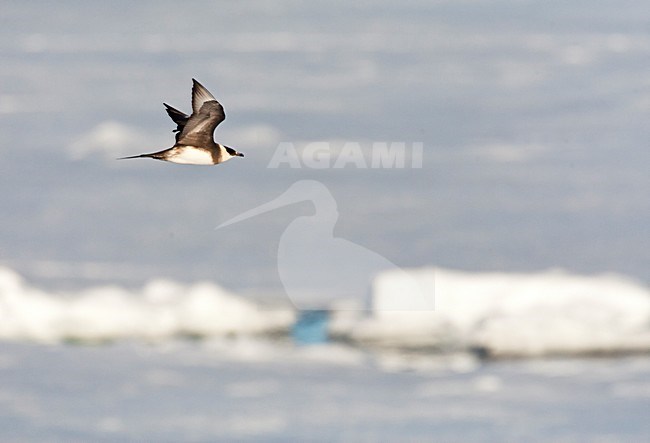 Kleine Jager vliegend boven het pakijs; Parasitic Jaeger flying above the pack-ice; Spitsbergen stock-image by Agami/Marc Guyt,