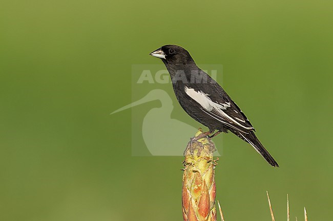 Adult male breeding
Weld Co., CO
June 2023 stock-image by Agami/Brian E Small,