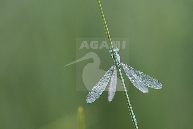 Coenagrion hastulatum - Northern damselfly - Speer-Azurjungfer, Germany (Baden-Württemberg), imago stock-image by Agami/Ralph Martin,