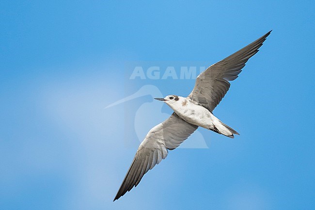 Adult non-breeding American Black Tern (Chlidonias niger surinamensis) in transition to breeding plumage at Galveston County, Texas, in spring. Flying overhead. stock-image by Agami/Brian E Small,