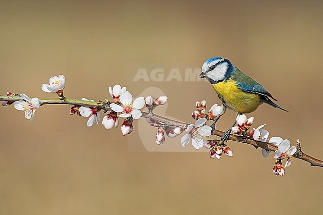 Blue Tit (Cyanistes caeruleus) in a flowering tree during spring stock-image by Agami/Alain Ghignone,