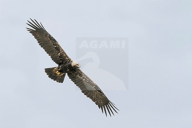 Eastern Imperial Eagle - Kaiseradler - Aquila heliaca, Hungary, adult stock-image by Agami/Ralph Martin,