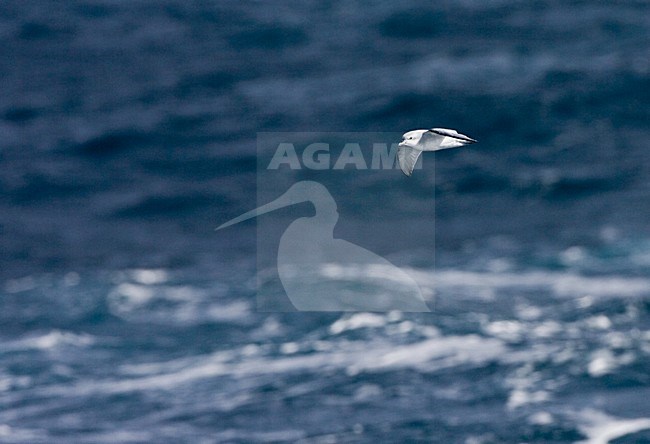 Fairy Prion flying; Duifprion vliegend stock-image by Agami/Marc Guyt,