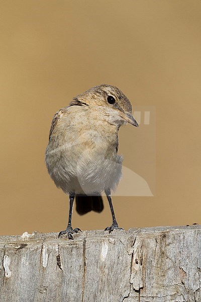 Isabelline Wheatear - Isabellsteinschmätzer - Oenanthe isabellina, Kazakhstan, juvenile stock-image by Agami/Ralph Martin,