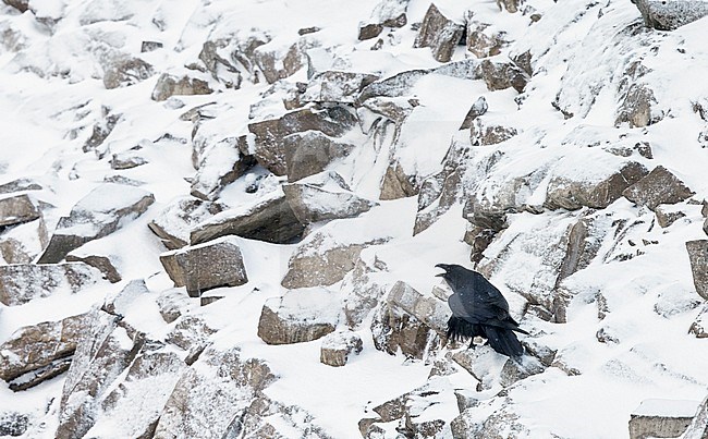 Raaf, Common Raven stock-image by Agami/Markus Varesvuo,