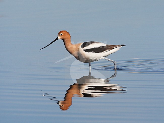 Amerikaanse Kluut, American Avocet, Recurvirostra americana stock-image by Agami/Hugh Harrop,