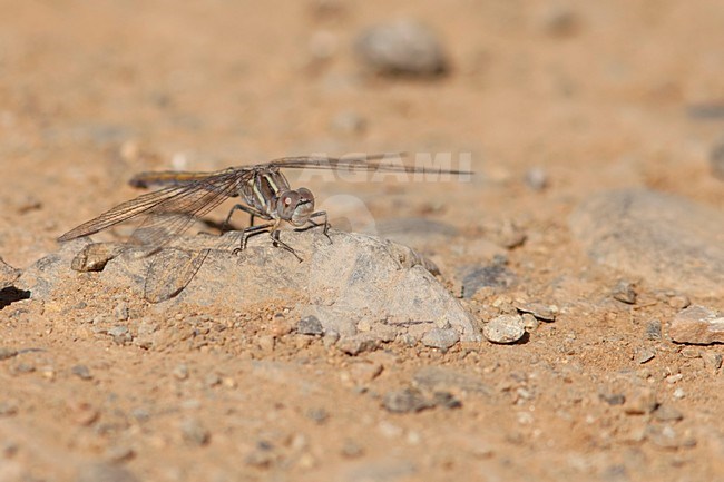 Imago Kleine oeverlibel; Adult Small Skimmer; stock-image by Agami/Fazal Sardar,