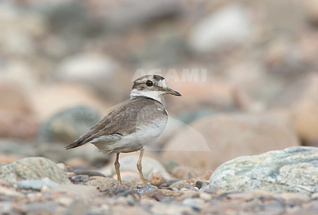 Long-billed Plover on stones in gravel riverbed China, Japanse Bontbekplevier op kiezel stenen in grind rivier China stock-image by Agami/Ran Schols,