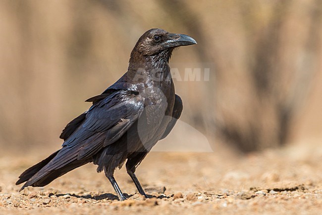 Bruinnekraaf, Brown-necked Raven stock-image by Agami/Daniele Occhiato,