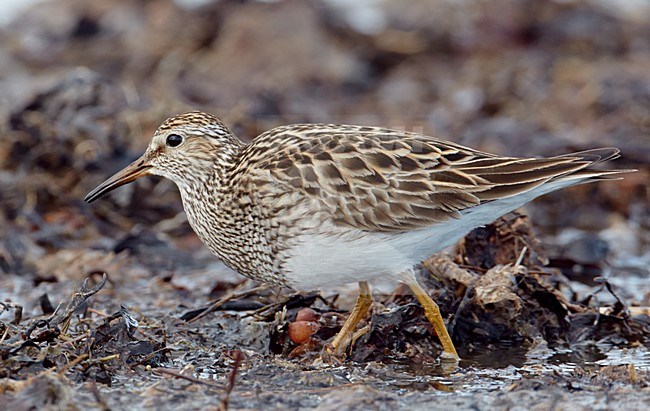 Voedsel zoekende Gestreepte strandloper, Foraging Pectoral Sandpiper stock-image by Agami/Markus Varesvuo,