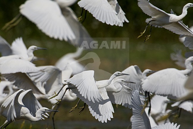 Little Egret a group taking off from marsh, Kleine Zilverreiger een groep opvliegend uit moeras stock-image by Agami/Daniele Occhiato,