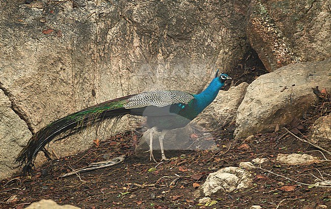 Indian Peafowl (Pavo cristatus), male standing in Pench NP, India stock-image by Agami/Helge Sorensen,