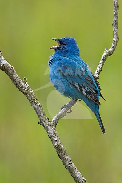 Indigo Bunting (Passerina cyanea) singing from a branch in Long Pont, Ontario, Canada. stock-image by Agami/Glenn Bartley,