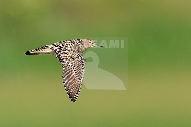 Adult breeding 
Galveston Co., TX
May 2023 stock-image by Agami/Brian E Small,