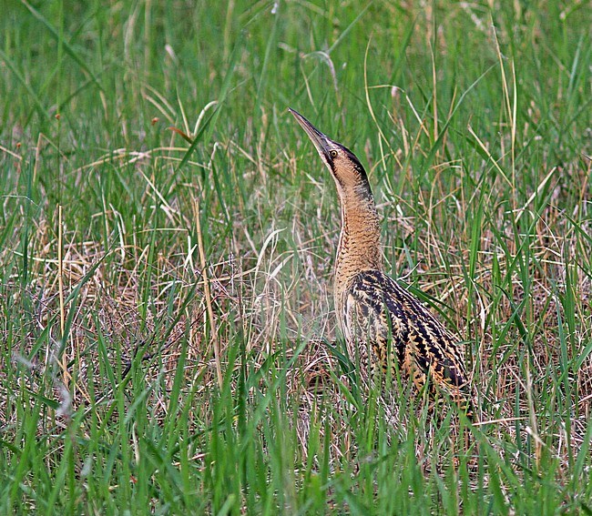 Roerdomp in groene omgeving; Eurasian Bittern (Botaurus stellaris) in green environment stock-image by Agami/Pete Morris,